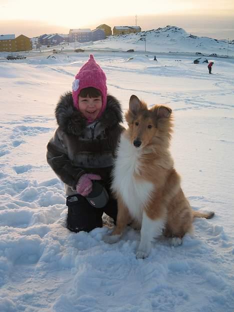 Collie langhåret Felix  - Felix ude i januarkulden - han er dog langsomt ved at vænne sig til det ;O)  billede 7