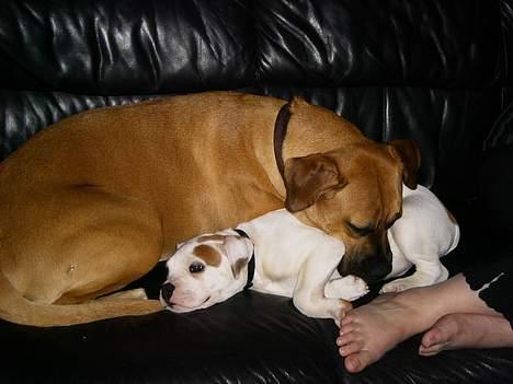 Amerikansk bulldog Diesel aka prutsvin:-P - zzZZzz dejligt at putte sammen  billede 6