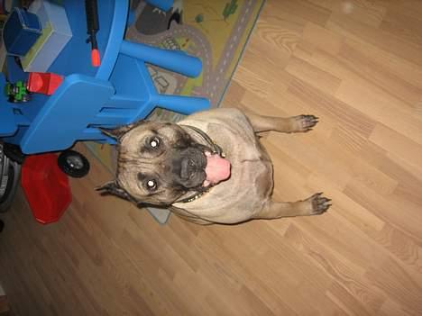Dogo canario Fiona billede 6