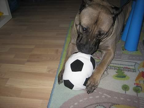 Dogo canario Fiona billede 7