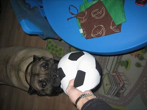 Dogo canario Fiona billede 8