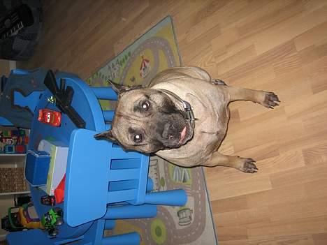 Dogo canario Fiona billede 9