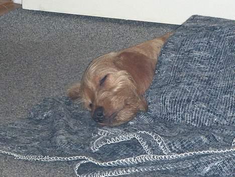 Basset fauve de bretagne Ina - Nu skal jeg altså sove billede 11