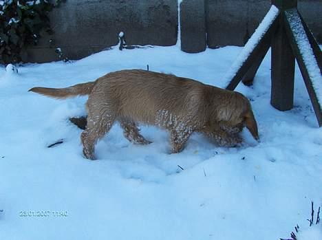 Basset fauve de bretagne Ina - Fuglene skal ikke spise det her billede 12