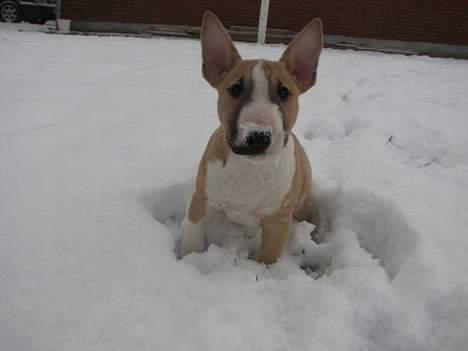 Bullterrier miniature Rocco billede 1