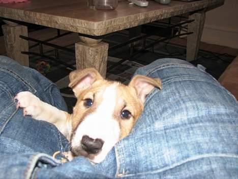 Bullterrier miniature Rocco billede 2