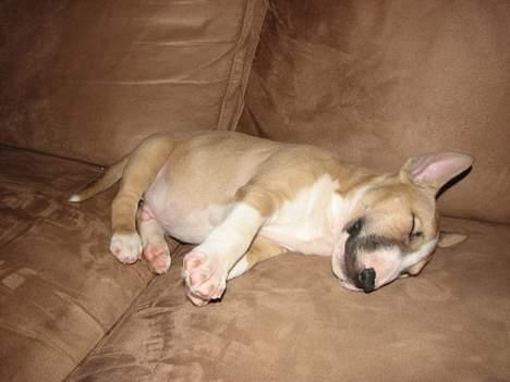 Bullterrier miniature Rocco billede 3