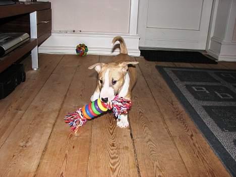 Bullterrier miniature Rocco billede 4