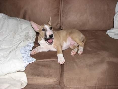 Bullterrier miniature Rocco billede 5