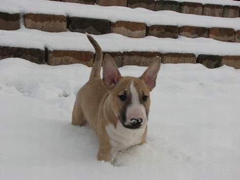 Bullterrier miniature Rocco billede 6