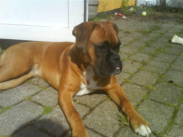 Boxer Freja - verdens dejligste hunde. billede 6