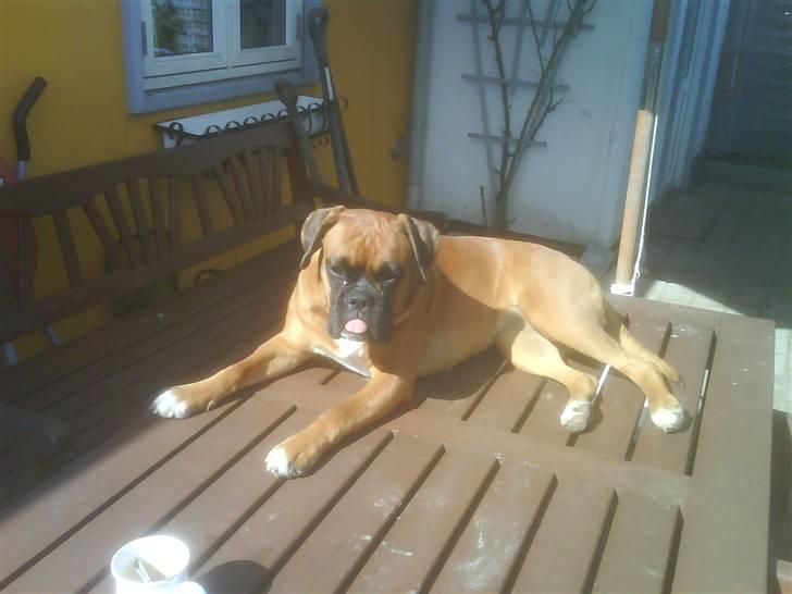 Boxer Freja - Freja tager sig én sol lur på havebordet. billede 7