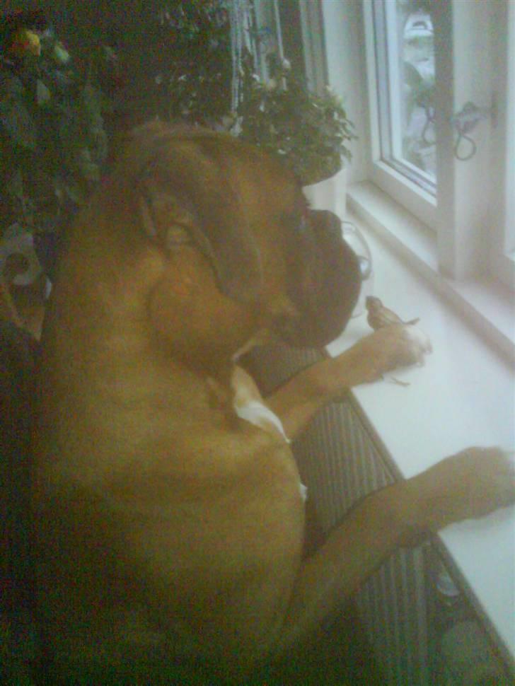 Boxer Freja - sådan står hun hvis hun hører en lyd ude foran huset, så er hun på vagt med det samme. billede 8