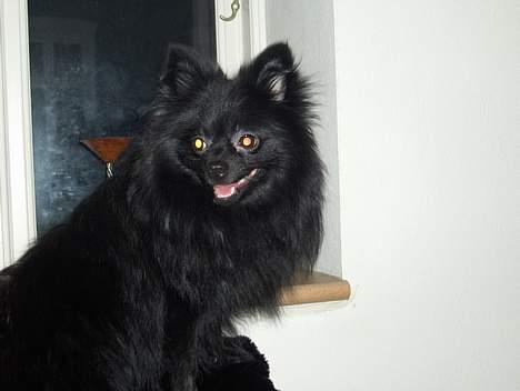 Pomeranian Julius billede 14