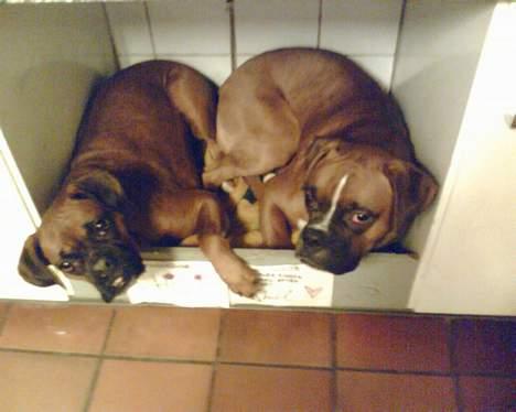 Boxer chil & pongo - ren boxer hygge billede 1