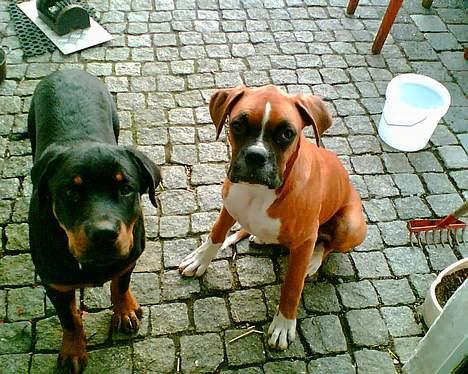 Boxer chil & pongo billede 2