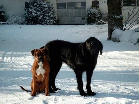 Boxer chil & pongo - Rolle & chili billede 3