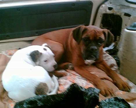 Boxer chil & pongo billede 4