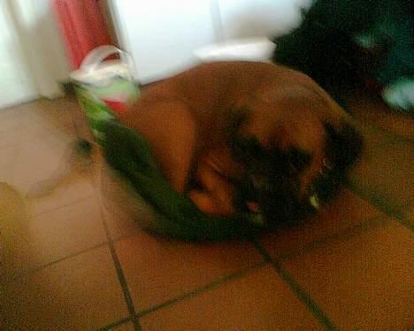 Boxer chil & pongo - Jeg kan godt være her! Smil..  billede 5