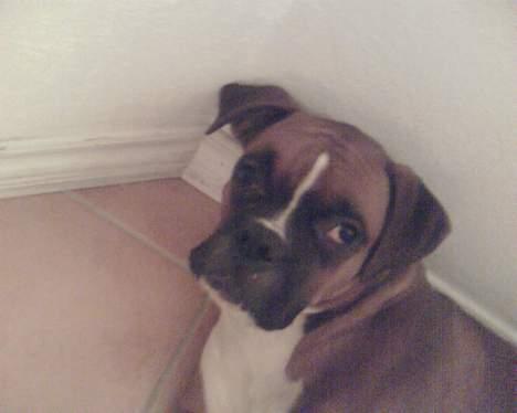 Boxer chil & pongo - pongo  billede 6