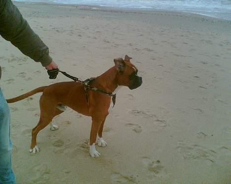 Boxer chil & pongo - fly øre på Stranden..  billede 7
