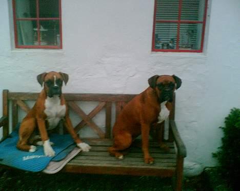 Boxer chil & pongo -  pongo & chil billede 8