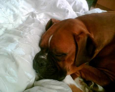 Boxer chil & pongo - R.i.p  billede 9