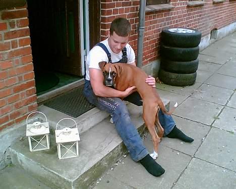 Boxer chil & pongo - Pongo som lille billede 10