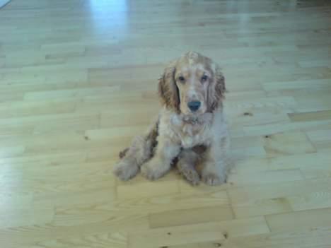 Cocker spaniel Luka billede 1