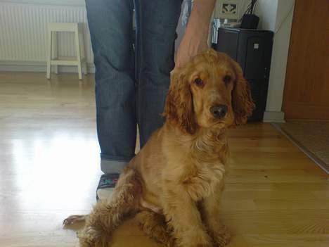 Cocker spaniel Luka billede 2