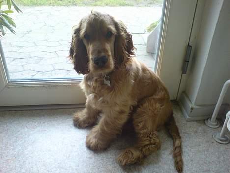 Cocker spaniel Luka billede 3