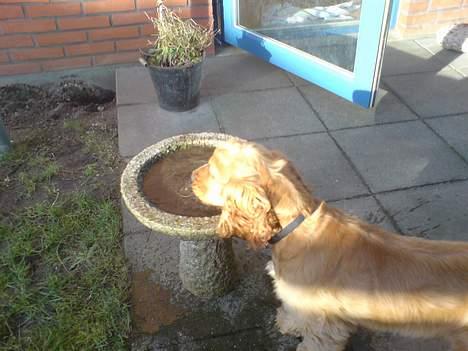Cocker spaniel Luka billede 4