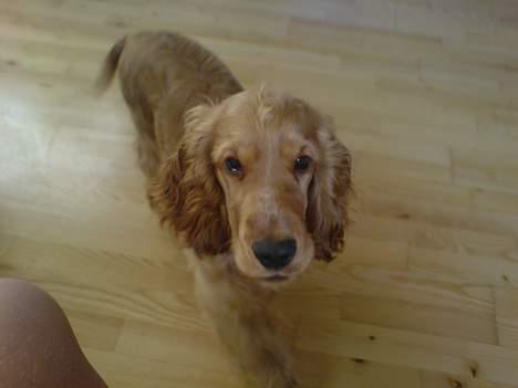 Cocker spaniel Luka billede 5