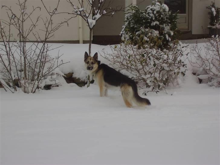 Blanding af racer Paw - "Jubii sne" :D billede 18