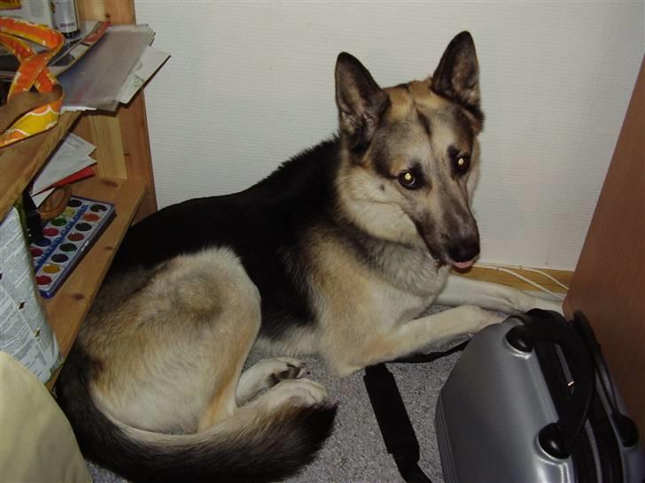 Blanding af racer Paw - Så ligger vi lige i hjørnet af mit værelse billede 19