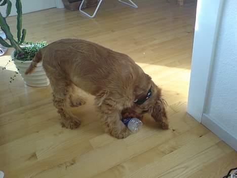 Cocker spaniel Luka billede 6