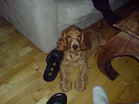 Cocker spaniel Luka billede 7