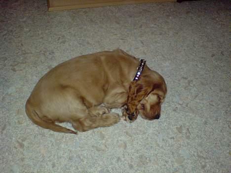 Cocker spaniel Luka billede 8