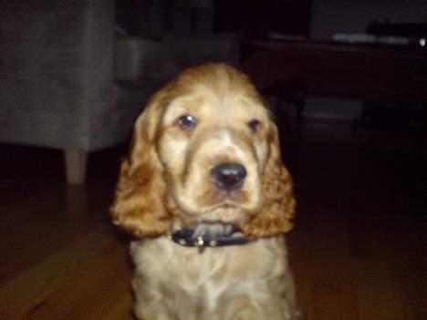 Cocker spaniel Luka billede 9