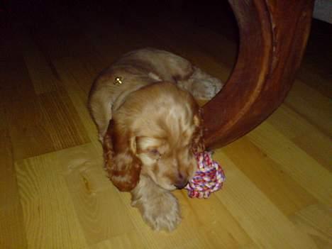 Cocker spaniel Luka billede 10