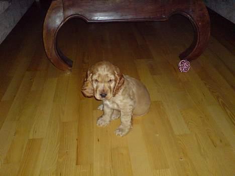 Cocker spaniel Luka billede 11