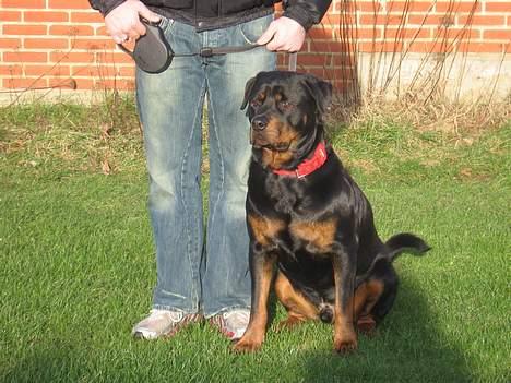 Rottweiler tyson billede 6