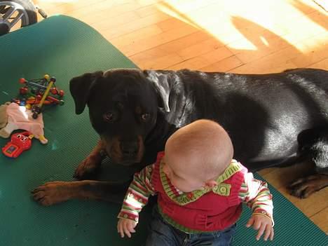 Rottweiler tyson billede 7