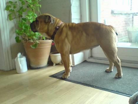 Engelsk bulldog Molly billede 13