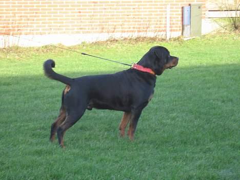 Rottweiler tyson billede 9