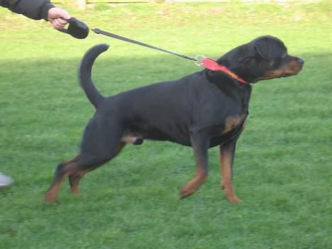 Rottweiler tyson billede 10