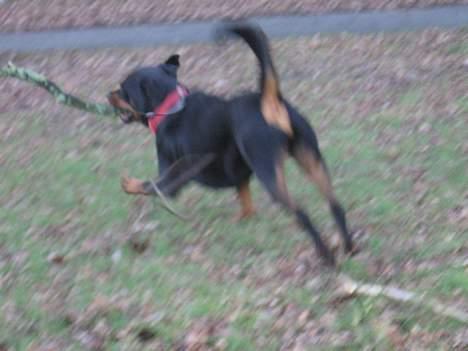 Rottweiler tyson billede 11