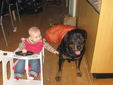 Rottweiler tyson billede 12