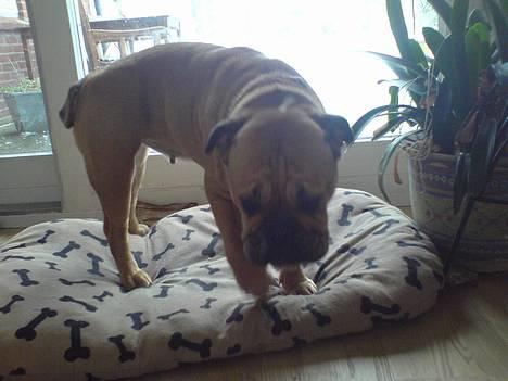 Engelsk bulldog Molly billede 14
