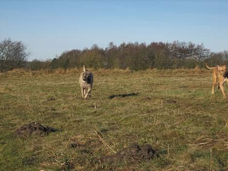 Dogo canario Fiona billede 10